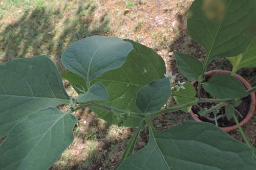 Fiori piccolissimi - Solanum nigrum